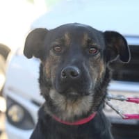 Njeri ist eine liebe + wunderbare Hündin, Hündin zur Adoption