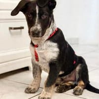 Leander 4-5 mon. 32 cm, Hund zur Adoption