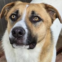 NATHAN - möchte in einer Familie leben!, Hund zur Adoption