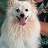 Toto m ~1,5 J sucht power frauchen/ herrchen, Hund zur Adoption