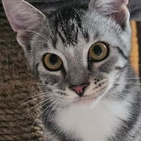 Lilly, Katze zur Adoption