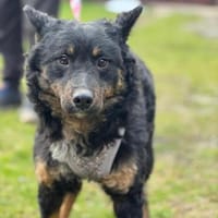 Schwarze Eleganz- Bessie, Hündin zur Adoption