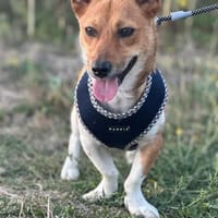Roro m ~ 1 Jahr besticht mit ruhigem Wesen, Hund zur Adoption