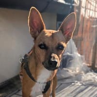 Yakin1 sucht seine Familie, Hund zur Adoption
