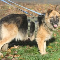 Olivia - eine Schönheit wartet auf ein tolles Zuhause, Hündin zur Adoption