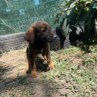 Kleine Welpenseele- Zaria, Hündin zur Adoption