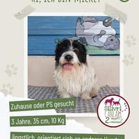 Mickey sucht sein Für-immer-Zuhause oder eine Pflegestelle, Hund zur Adoption