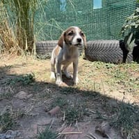 Kleine Entdeckerin- Darla, Hündin zur Adoption