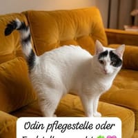 Odin m~1jahr sucht sein Kuschel buddy, Kater zur Adoption