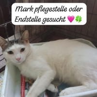 Mark m~1Jahr sucht sein Zuhause, Kater zur Adoption