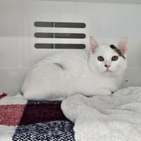 LEO, chat à adopter
