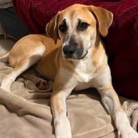ARAMON (Batman), chien à adopter