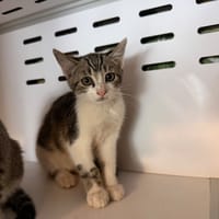 Karma, chatte à adopter