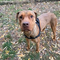 CLOUD OAA20152, chien à adopter