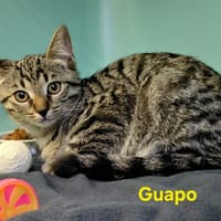 Guapo, chat à adopter