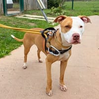Paloma PAA24461, chienne à adopter