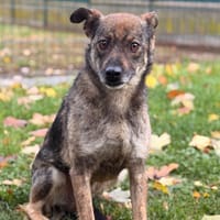 Gavroche CAA16143, chien à adopter