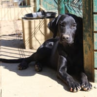EBONY, chienne à adopter