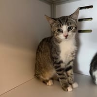 Tempo, chatte à adopter