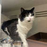 illy, chatte à adopter