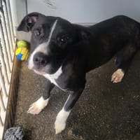 BOGART, chien à adopter