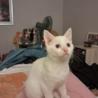 Iris, chatte à adopter