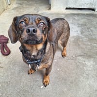 TITOU (A TROUVE SA FAMILLE), chien à adopter