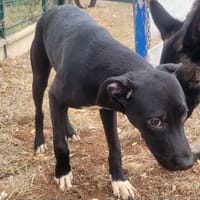 GUIZMO, chien à adopter