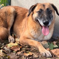 Lord CAA16152, chien à adopter