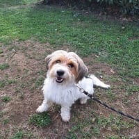 XENA (a trouver sa famille), chienne à adopter