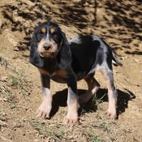 BALTO, chien à adopter