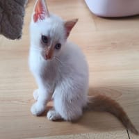 Bluey (réservé), chat à adopter