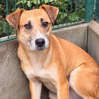 Athos CAA16146, chien à adopter