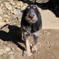 BASILE, chien à adopter