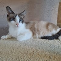 IZORYA, chatte à adopter
