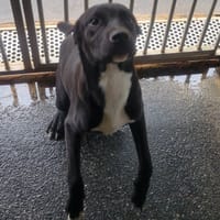 AMIRAL, chien à adopter