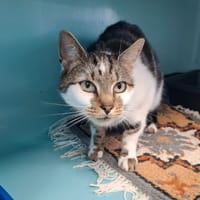 TEQUILA, chat à adopter