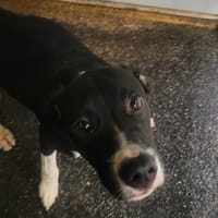 AMADEUS, chien à adopter
