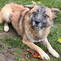 Cody CAA16148, chien à adopter