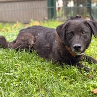 Nugget CAA16149, chienne à adopter