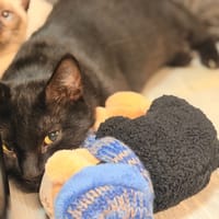 TALYA, chatte à adopter