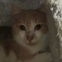 ROUKY, chat à adopter