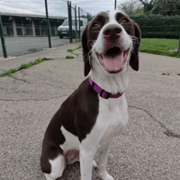 NALA, chienne à adopter