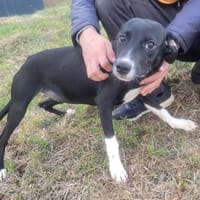 BAYA, chienne à adopter