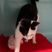 PERLE, chatte à adopter