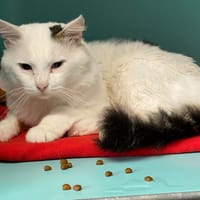DONALD, chat à adopter