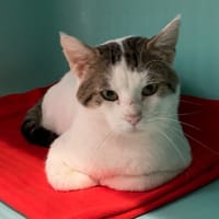 JEAN LUC, chat à adopter