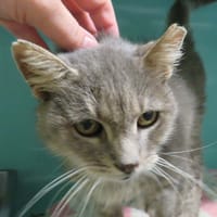 Gribouille, chat à adopter