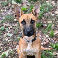 ATHENA, chienne à adopter