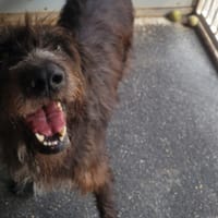 TOSKAA, chienne à adopter